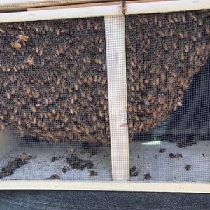 Italian Package Bees