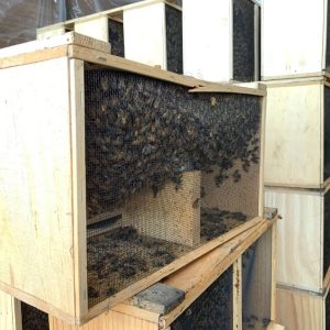 Caucasian Bee Package