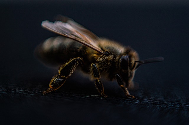 bee, wings, hair