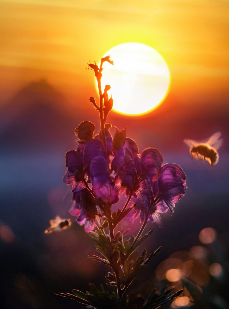 A captivating close-up of a bee pollinating vibrant flowers against a stunning sunset backdrop.